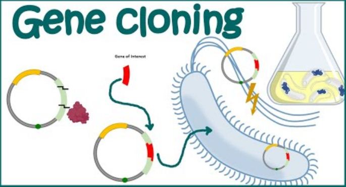 Gene Libraries, Screening, and Cloned DNA